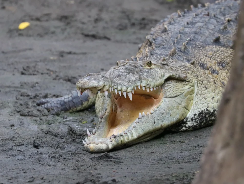 Crocodiles