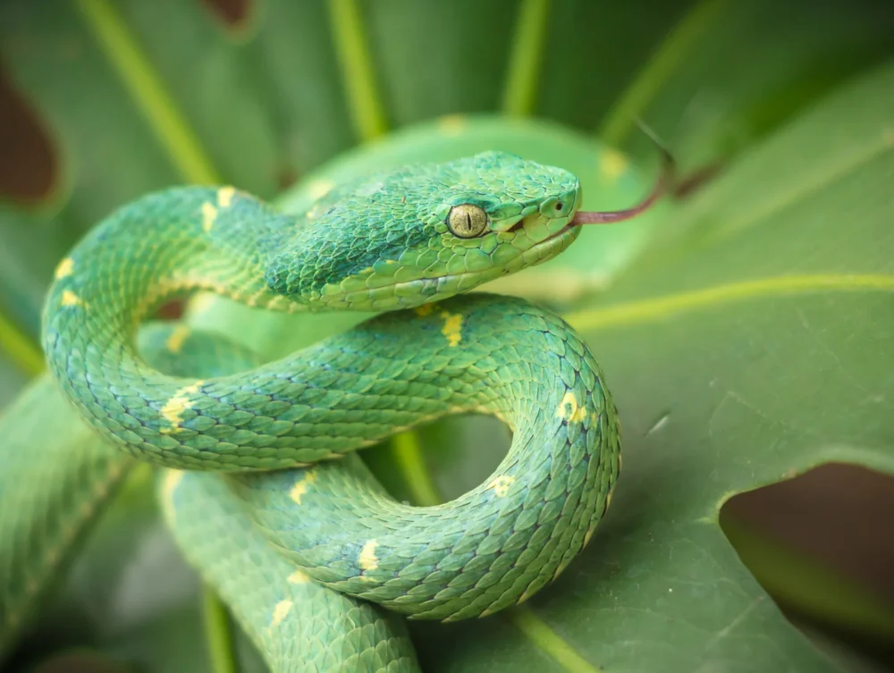 Diamantes-Animal-Sanctuary-171-scaled