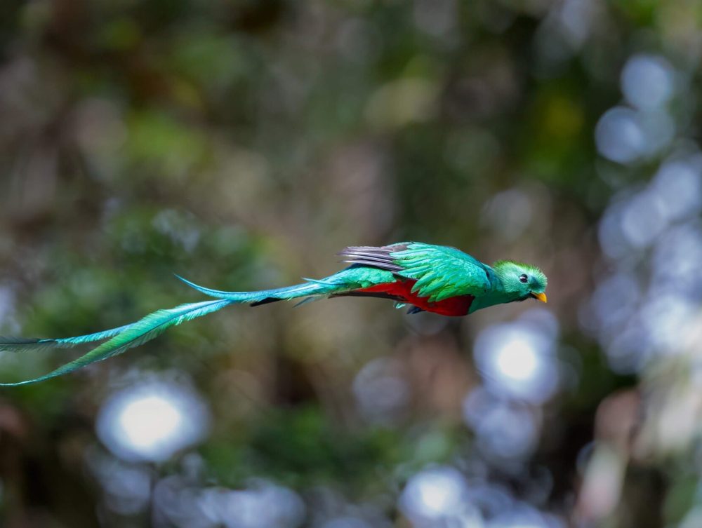 Quetzal-in-Costa-Rica-scaled