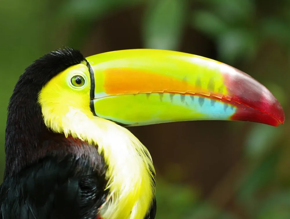 Toucan-Peter-Wood-2-e1577978683552