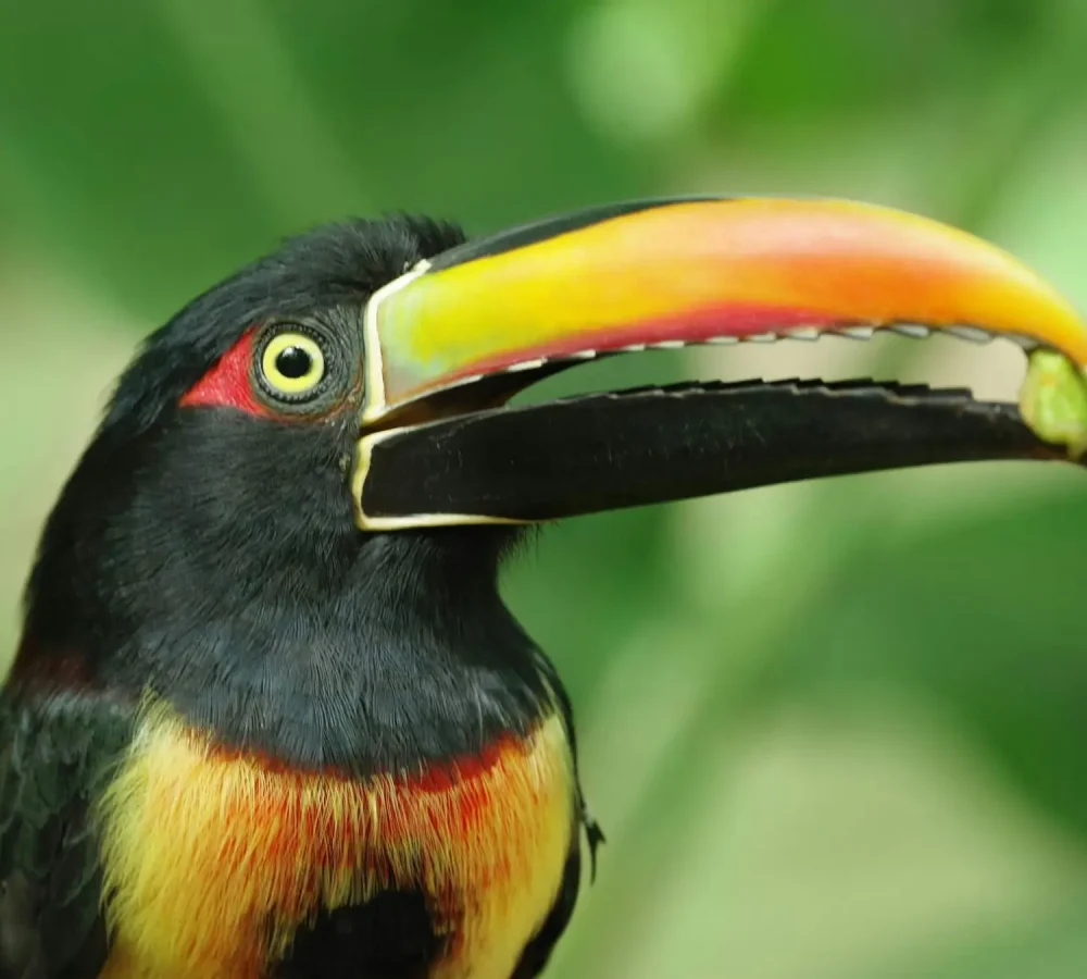 Toucan-Peter-Wood-4-1